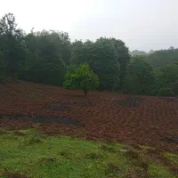 اجاره باغ چای ۷۰۰۰ متر ، روستای لیالکل