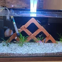 آکواریوم به همراه ماهی و لوازم|ماهی|ری, سیزده آبان|دیوار