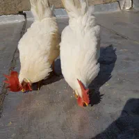 1عدد مرغ و 2عدد خروس|حیوانات مزرعه|نظرآباد, شهرک سید جمال الدین|دیوار