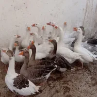 فروش غاز
