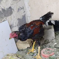 خروس لاری ۷ماه