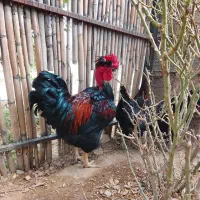 جوجه مرغ و خروس