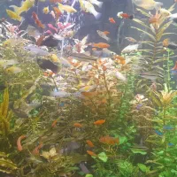 آکواریوم آماده و حاضر بکار