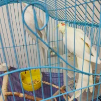 عروس هلندی مولد