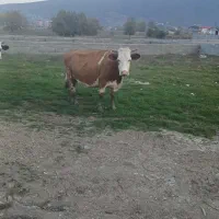 کارگر گاودرای