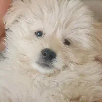 پودل|سگ|وحیدیه, |دیوار