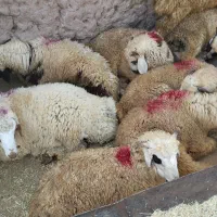 فروش کهره،بره شیر