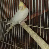 عروس هلندی سرلاکی|پرنده|کنگاور, |دیوار