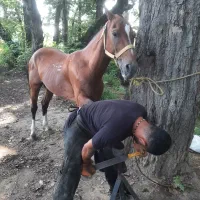 اسب محلی 8 سال|اسب و تجهیزات اسب‌سواری|ماسال, |دیوار