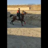 اسب مادیان کرد