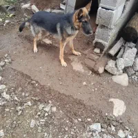سگ ژرمن شپرد مو کوتا نره