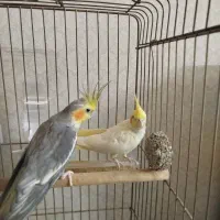 عروس هلندی نرو ماده جفت|پرنده|تهران, اوقاف|دیوار