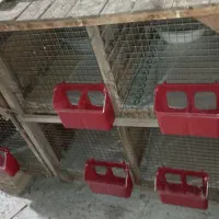 لانه کبوتر (جفتگاه)