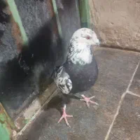 کبوترجوگی فروشی|پرنده|کورین, |دیوار