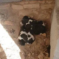 هفت عدد توله سگ قدرجونی