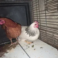 فروش مرغ کوردی تخم گذار
