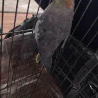 عروس هلندی|پرنده|مشهد, نوید|دیوار