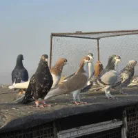 ۱۲عددنرهمه پرشی به شرط زدخوردی