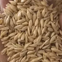 جو محلی