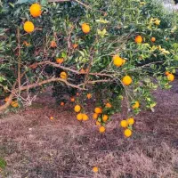 پرتقال فروشی تامسون نویل سر درخت تازه و ارگانیک