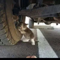 گربه ویتوری