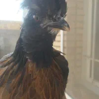 جوجه مرغ نژاد سلطان رنگ سیاه|حیوانات مزرعه|جم, |دیوار