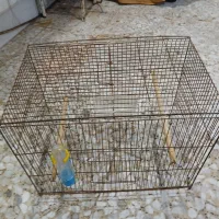 قفس پرنده