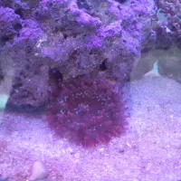 اکواریوم ابشورکامل|ماهی|کرمانشاه, |دیوار