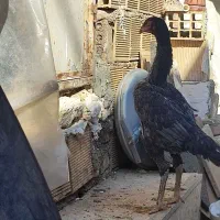 نیمچه اشامو|حیوانات مزرعه|تهران, سازمان آب|دیوار