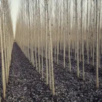 نهالستان فروش نهال صنوبر و گردو و بادام و پربار|خدمات باغبانی و درختکاری|کرمان, |دیوار