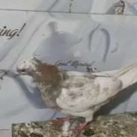 کفتر|پرنده|دورود, |دیوار