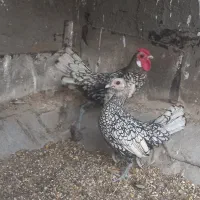 مرغ و خروس سبرایت جوان