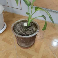 گل دیفن باخیا