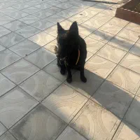 فروش ژرمن شپرد بلک