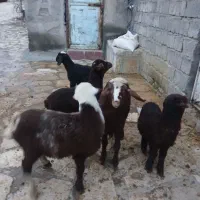 تعداد۸راس گوسفند بابره میش وبره جوان وشیره دار|حیوانات مزرعه|کرمانشاه, |دیوار
