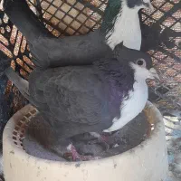 کرباتی نرماده آماده تخم
