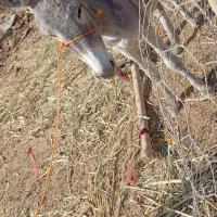 الاغ ماده|حیوانات مزرعه|ارزوئیه, |دیوار