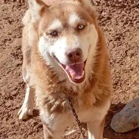 سگ هاسکی چشم رنگی