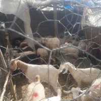 ۱۰کهره شیر