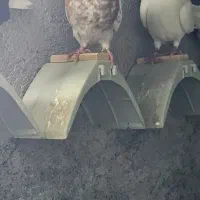 کبوتران خارجی به زمانت