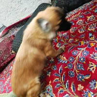 سگ نر|سگ|شیراز, شهرک صنعتی شیراز|دیوار