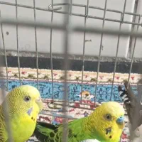 جفت مرغ عشق مولد (اماده) معاوضه با کفتر هم دارم|پرنده|کرمان, |دیوار