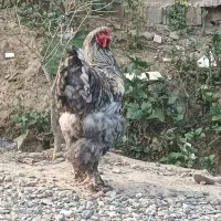 مرغ وخروس برهما