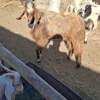 نربزپاکستانی لنگ جمل|حیوانات مزرعه|سبزوار, شهرک صنعتی فرودگاه|دیوار