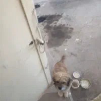 سگ پیدا شده