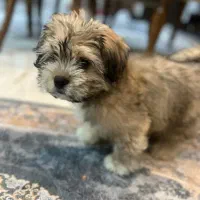 فروش توله سگ شیتزو  ۴ ماهه