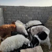 بره.بزغاله.میش چاق فروشی|حیوانات مزرعه|سده (خراسان جنوبی), |دیوار