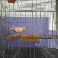 قناری موزاییکی اورجینال|پرنده|مشگین شهر, |دیوار