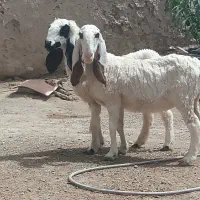 دو کابرکامورایی اصل سر مایه