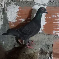 کبوتر|پرنده|گرگان, |دیوار